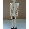 85cm Human Skeleton Model Great Teaching Aid Lifelike Bone Color
