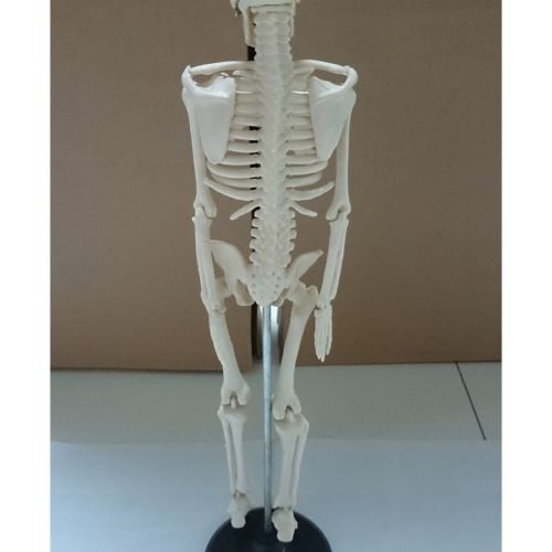85cm Human Skeleton Model Great Teaching Aid Lifelike Bone Color