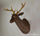 Large Size Plastic Deer Head Wall Hanging Decoration bronze