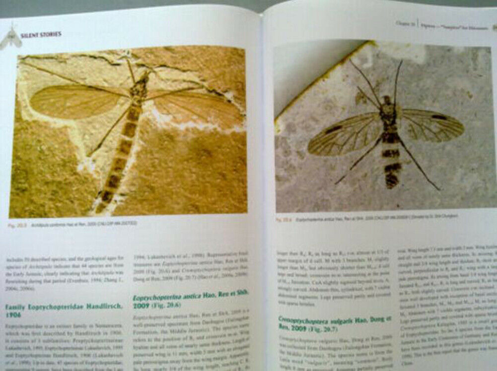 Insect Fossil Treasures from Dinosaur Era of the Northeastern China