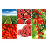 100g Ningxia Medlar Fructus Lycii