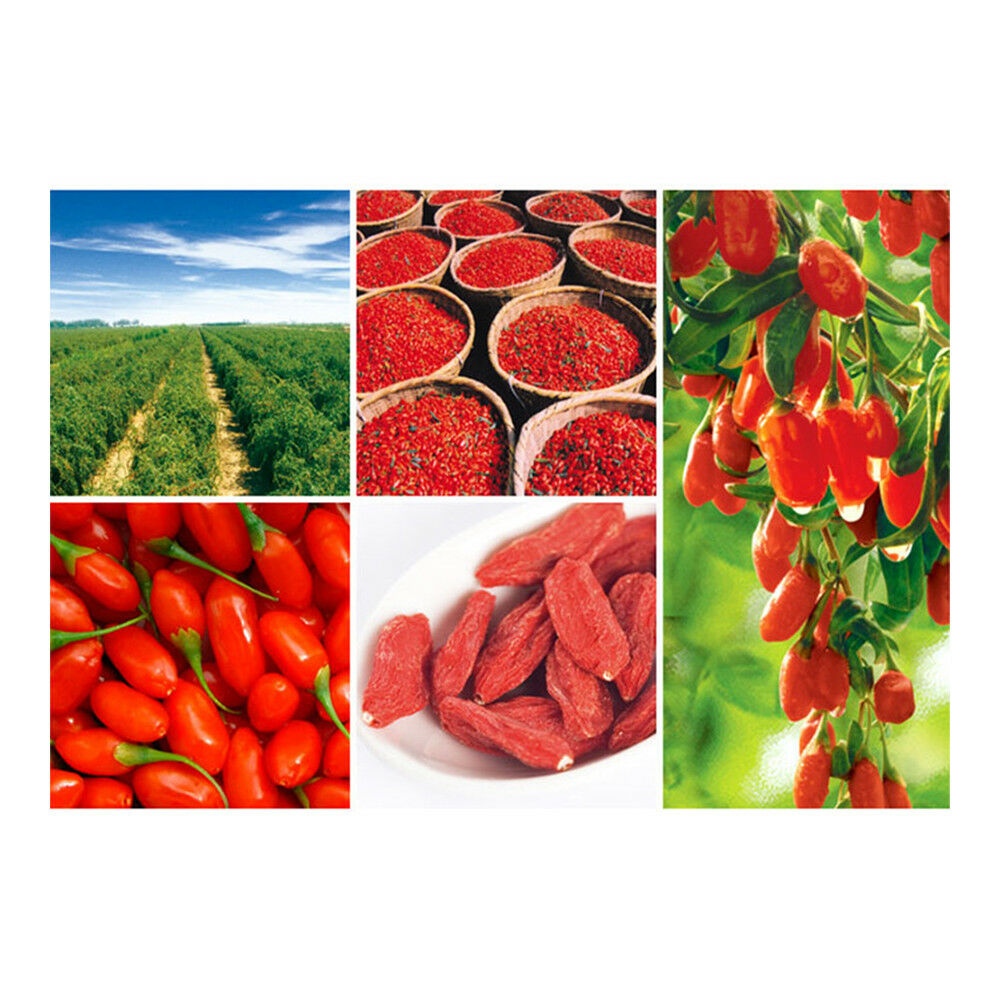 100g Ningxia Medlar Fructus Lycii