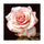 Pavilion of regimen wall painting decoration painting beauty salon hang painting flower without frame canvas for painting wall painting rose oil painting   01 - Mega Save Wholesale & Retail - 1