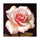 Pavilion of regimen wall painting decoration painting beauty salon hang painting flower without frame canvas for painting wall painting rose oil painting   02 - Mega Save Wholesale & Retail - 1