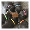Pet necklace Necklet Dog Puppies  10x350mm