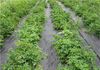 Weedmat Weed Control Matting  Woven Fabric Sun Shade Net Black 2m x 50m