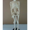 17 Inch 45cm Human Skeleton Model Great Teaching Aid Lifelike Bone Color