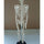 17 Inch 45cm Human Skeleton Model Great Teaching Aid Lifelike Bone Color