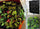 9 Pocket Green Vertical Garden Planter Wall-mounted Planting Flower Grow Bag