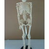 85cm Human Skeleton Model Great Teaching Aid Lifelike Bone Color