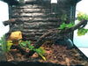 Reptile Decor Flexible Climbing Habitat Vine For Frogs Snakes Reptiles