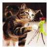 10 Piezas Gato Mascota Juguete Perla Big Bird Plumas Substitution