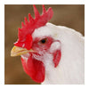 Poulet Patch Lunette, avec Trou Anti-peck Milieu Taille