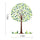 Big Tree Green Wallpaper Wall Sticker AY955