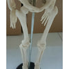 85cm Human Skeleton Model Great Teaching Aid Lifelike Bone Color