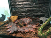 Reptile Box Lizard Snake Spider Scorpion Cave Nest Aquarium Decor Hamster Nest