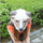 Goat Head Mask Rubber Latex Animal Costume Full head Mask Halloween Costume Fanc