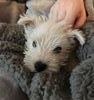 Premium Fluffy Fleece Dog Cat Kitten Pet Blanket Dog Bed  Soft Carpet Mat