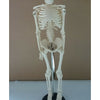 85cm Mensch Skelett Modell Great Teaching Hilfe Lebensechte Knochen Farbe