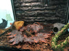 Artificial Reptile Tank Plants Climbing 12 pcs  Leaf Decoration for Reptiles
