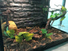 Reptile Decor Flexible Climbing Habitat Vine For Frogs Snakes Reptiles
