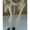 85cm Mensch Skelett Modell Great Teaching Hilfe Lebensechte Knochen Farbe