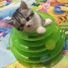 Funny Pet Kitty Cat puppy dog Toy Trilaminar Petstages Tower of Tracks Ball Disk