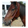 Acier Inoxydable Cheval Ring Mors Main Poli