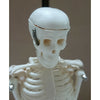 17 Inch 45cm Human Skeleton Model Great Teaching Aid Lifelike Bone Color