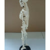 85cm Humain Squelette Modèle Génial Enseignement Aide Réaliste OS Couleur
