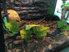 Reptile Decor Flexible Climbing Habitat Vine For Frogs Snakes Reptiles