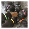 Pet necklace Necklet Dog Puppies 10x200mm