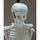85cm Human Skeleton Model Great Teaching Aid Lifelike Bone Color