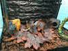 Reptile Box Lizard Snake Spider Scorpion Cave Nest Aquarium Decor Hamster Nest