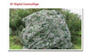 Camouflage Netting Filet NET  Trap Camping Sun Shield  Hunting Shelter jungle