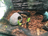 Reptile Box Lizard Snake Spider Scorpion Cave Nest Aquarium Decor Hamster Nest