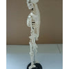85cm Mensch Skelett Modell Great Teaching Hilfe Lebensechte Knochen Farbe
