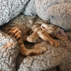 Premium Fluffy Fleece Dog Cat Kitten Pet Blanket Dog Bed  Soft Carpet Mat