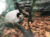 Reptile Box Lizard Snake Spider Scorpion Cave Nest Aquarium Decor Hamster Nest