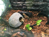 Reptile Box Lizard Snake Spider Scorpion Cave Nest Aquarium Decor Hamster Nest
