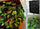 9 Pocket Green Vertical Garden Planter Wall-mounted Planting Flower Grow Bag