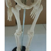 17 Inch 45cm Human Skeleton Model Great Teaching Aid Lifelike Bone Color