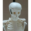 85cm Mensch Skelett Modell Great Teaching Hilfe Lebensechte Knochen Farbe