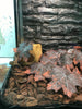Reptile Box Lizard Snake Spider Scorpion Cave Nest Aquarium Decor Hamster Nest