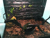 Reptile Decor Flexible Climbing Habitat Vine For Frogs Snakes Reptiles