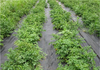 Weedmat Weed Control Matting  Woven Fabric Sun Shade Net Black 1x100M