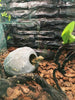 Reptile Box Lizard Snake Spider Scorpion Cave Nest Aquarium Decor Hamster Nest