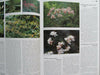 Rare Precious Wildblumen Of China Vol. 2