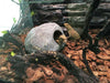 Reptile Box Lizard Snake Spider Scorpion Cave Nest Aquarium Decor Hamster Nest
