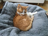 Premium Fluffy Fleece Dog Cat Kitten Pet Blanket Dog Bed  Soft Carpet Mat